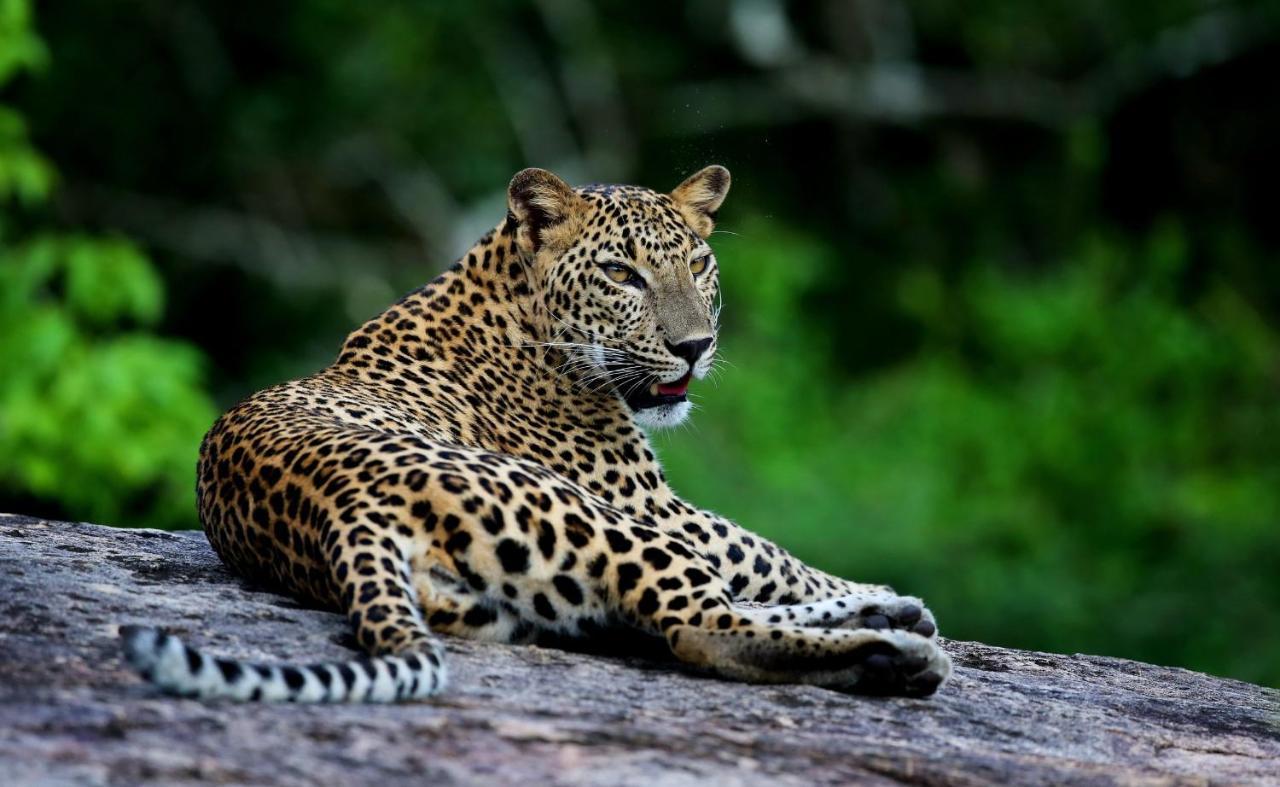 Wild Coast Tented Lodge Yala Exterior photo